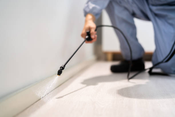 Licensed Wasp Removal service in Mansfield, AR - Show Me Pest Control